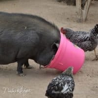 the farm las vegas covid-19 re-opening